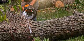 Best Storm Damage Tree Cleanup  in Escondido, CA
